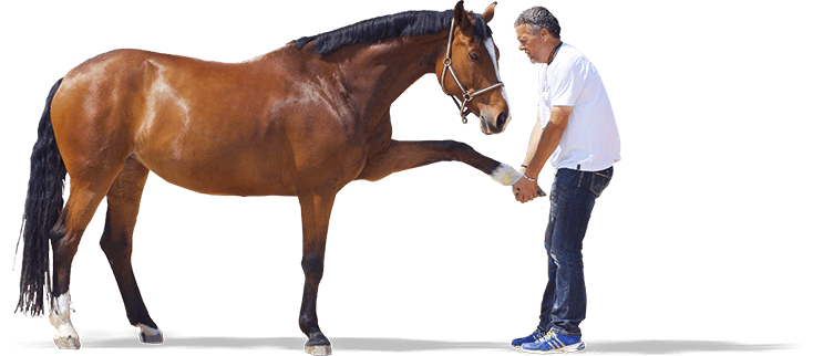 Ralf Grollius bei der Behandlung eines Pferdes